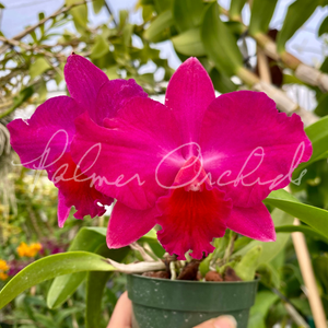 Rth. Sylvia Wagner x Rlc. Paradise Red — Palmer Orchids
